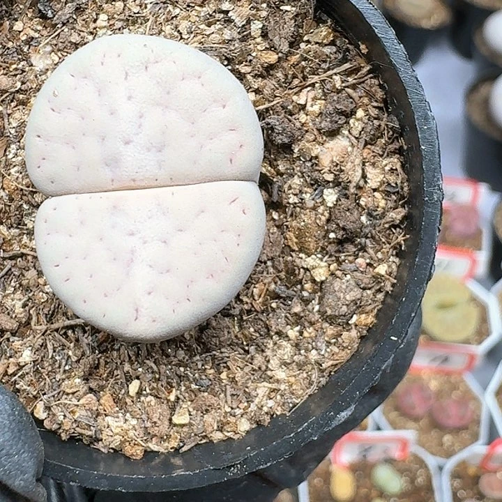 生石花11111 128