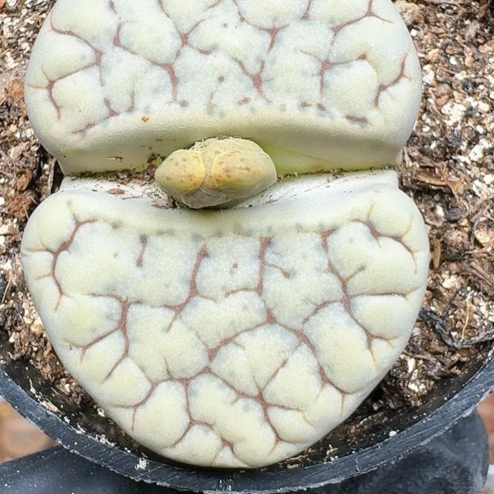 蓝***汤生石花11144 280