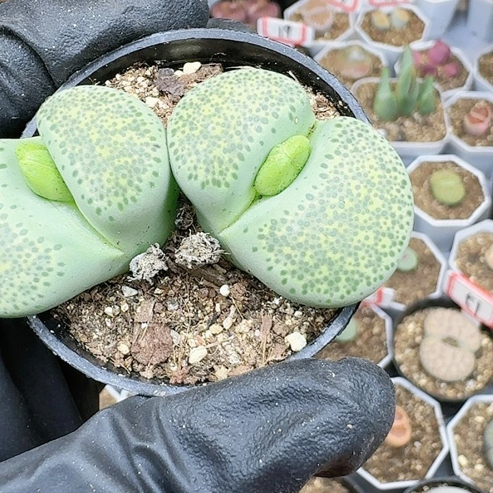 生石花1111114   173