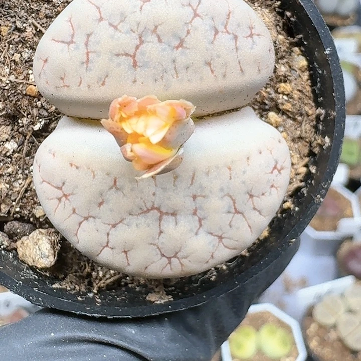༄****生石花111444   222