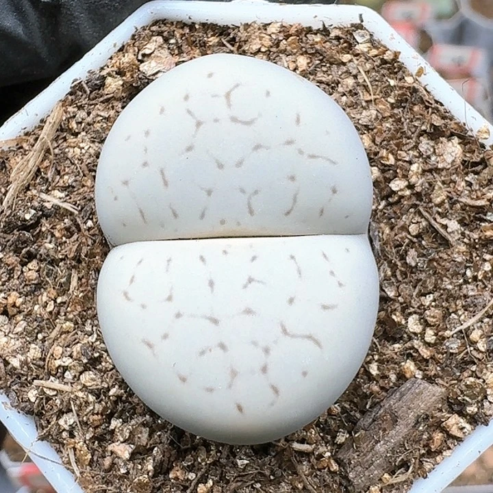 生石花125555。 110