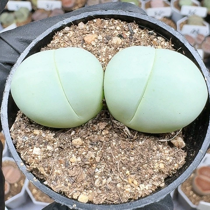生石花111144   355