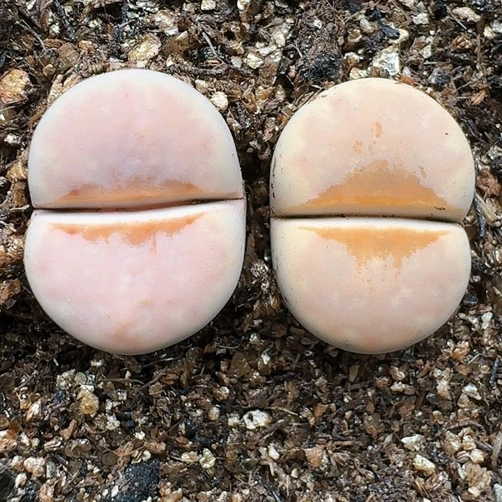 生石花11144。 115