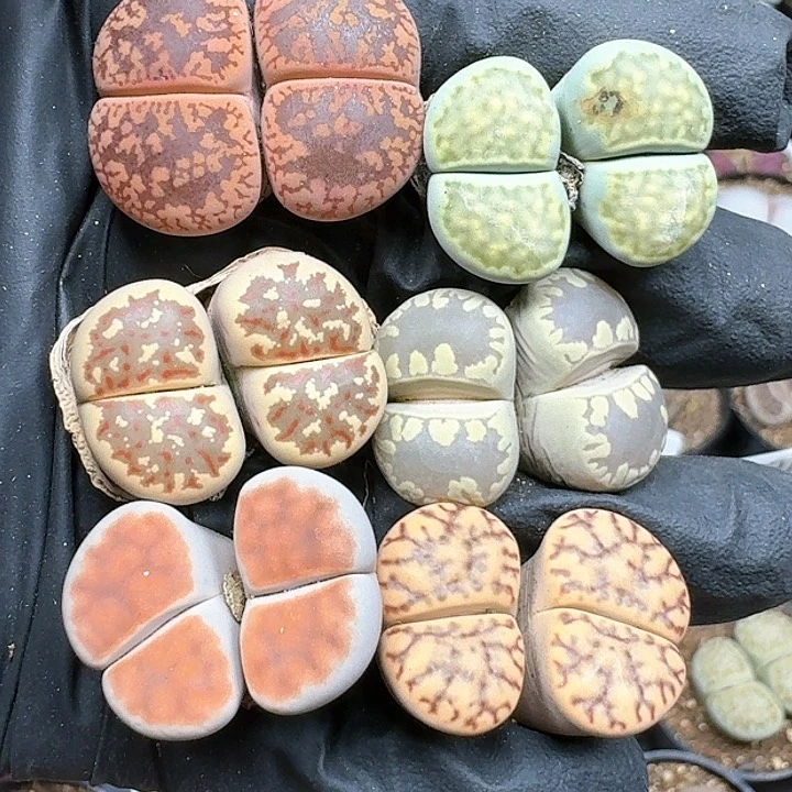 生石花11111   228