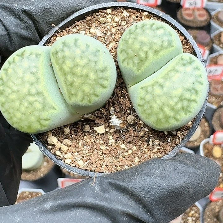 ?****?生石花1111144   123