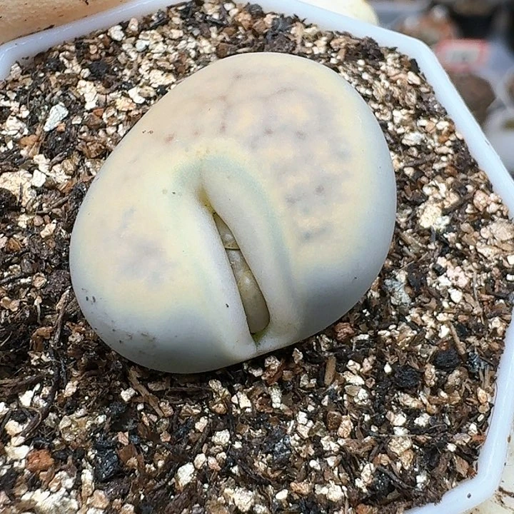 风*?生石花11444。 282