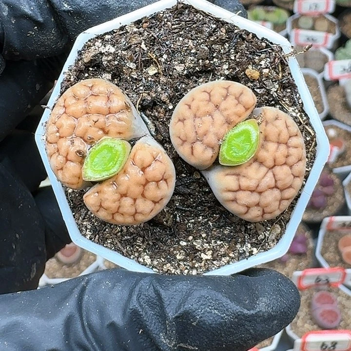 生石花111151。  93