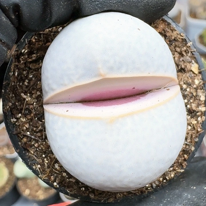 生石花11144   295