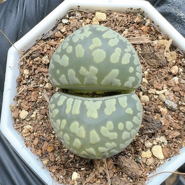生石花111111      230