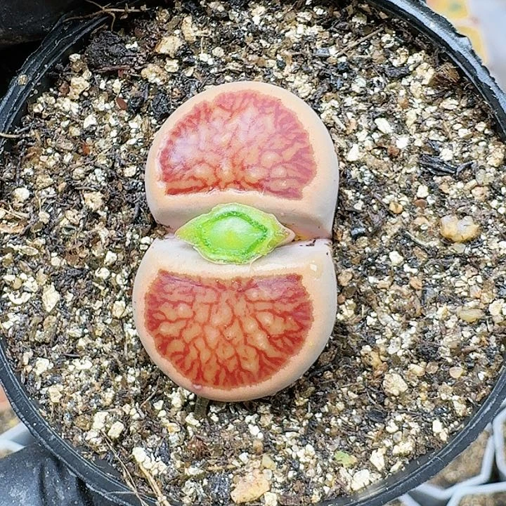 生石花233:：/。   65