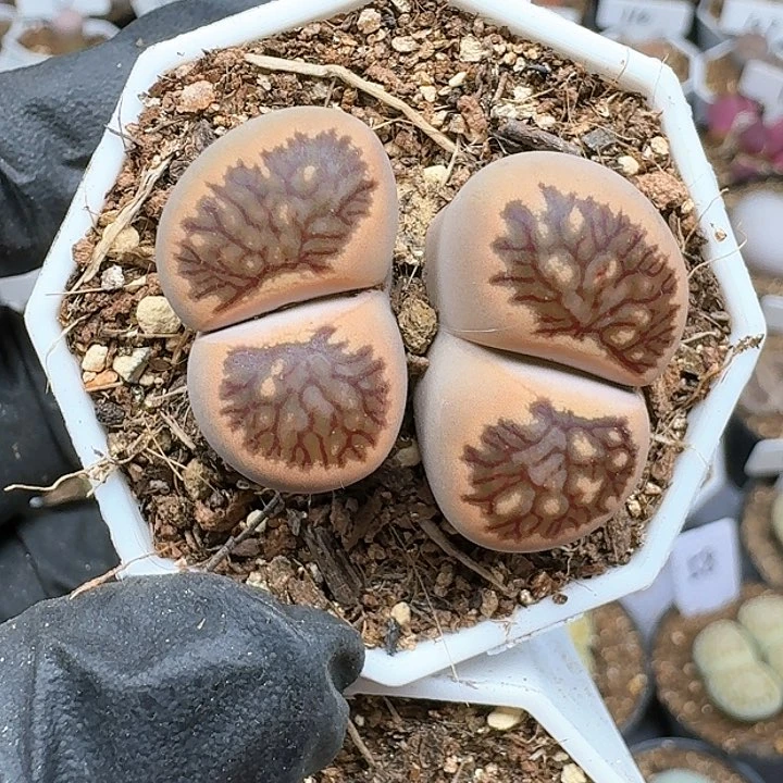 ?***头生石花1111   138