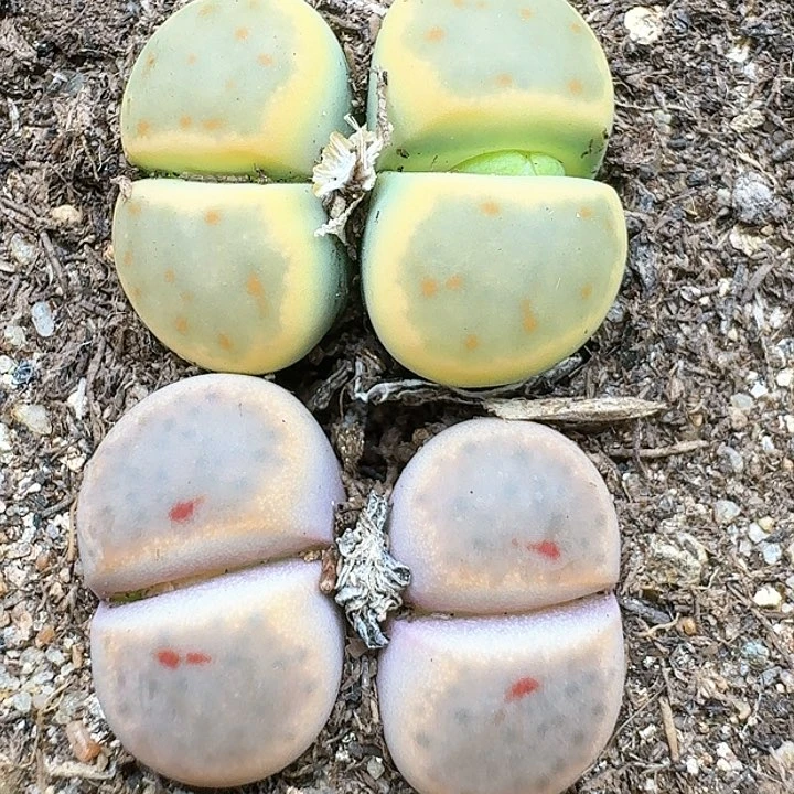 生石花11144   231