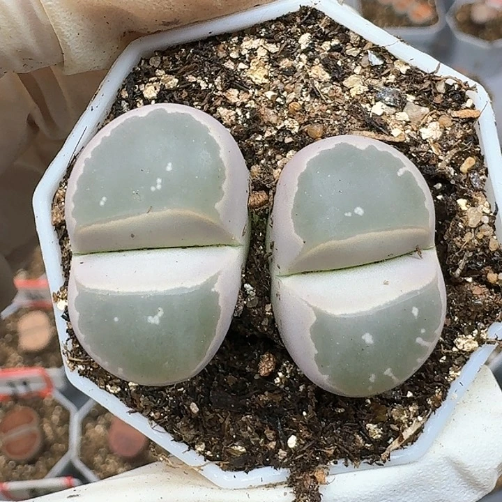 生石花1111111。    298