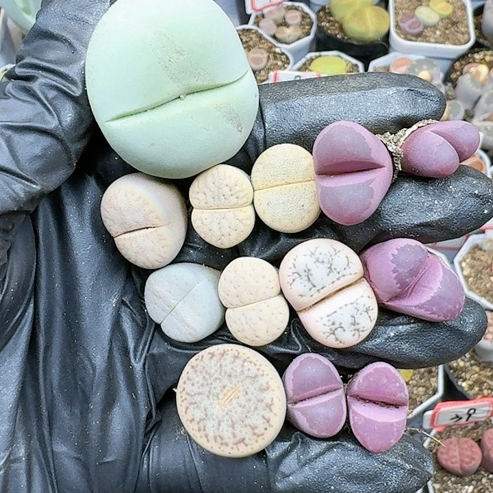 生石花1111444    312