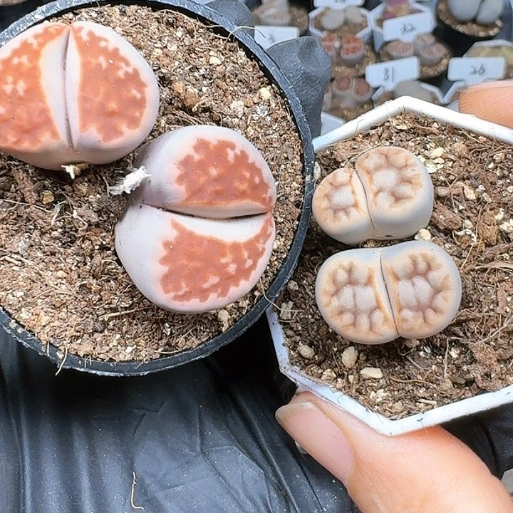 小****)生石花1111111    270