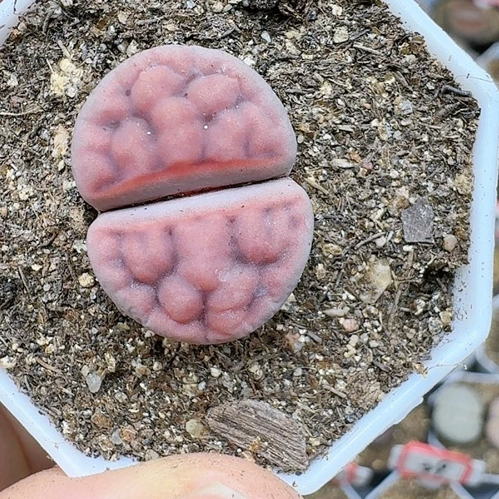 小*莓生石花1111114   103