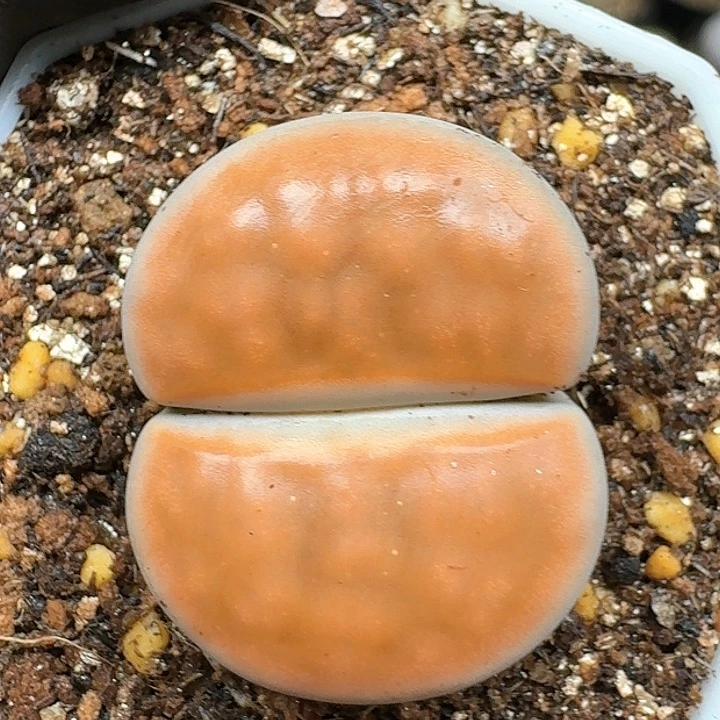 生石花111144   209