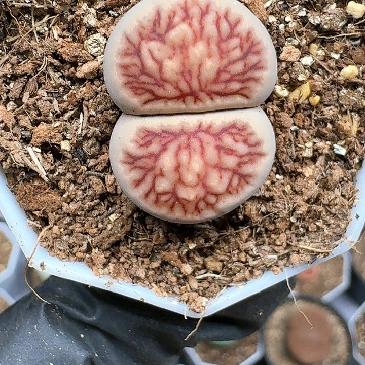 小****)生石花111444 207