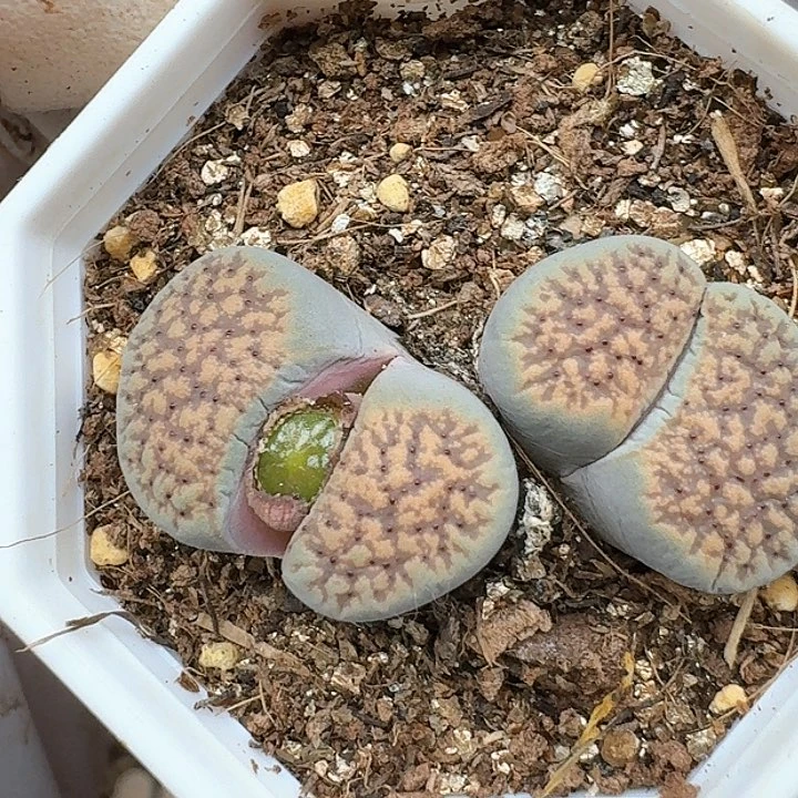 生石花122555。 221