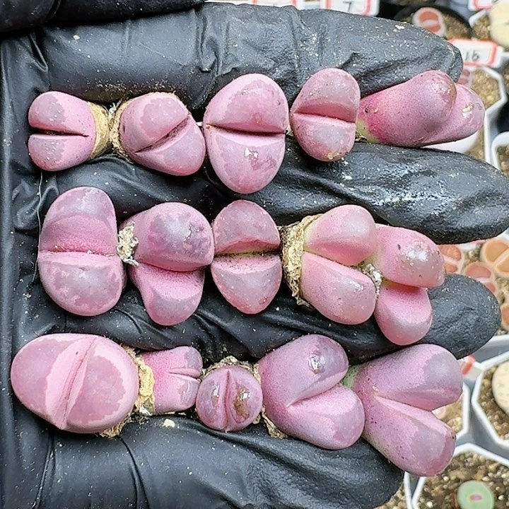 生石花11111   398