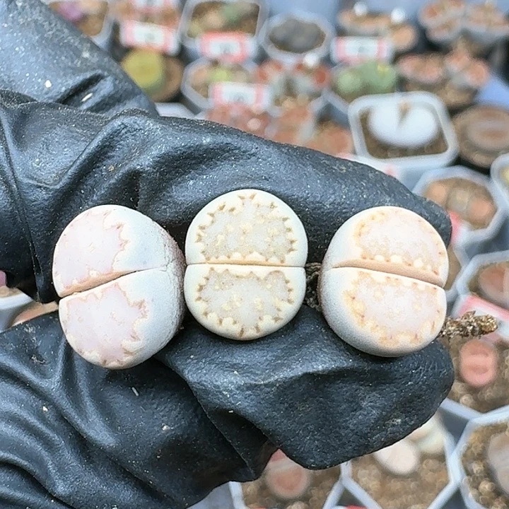 生石花112444。 259