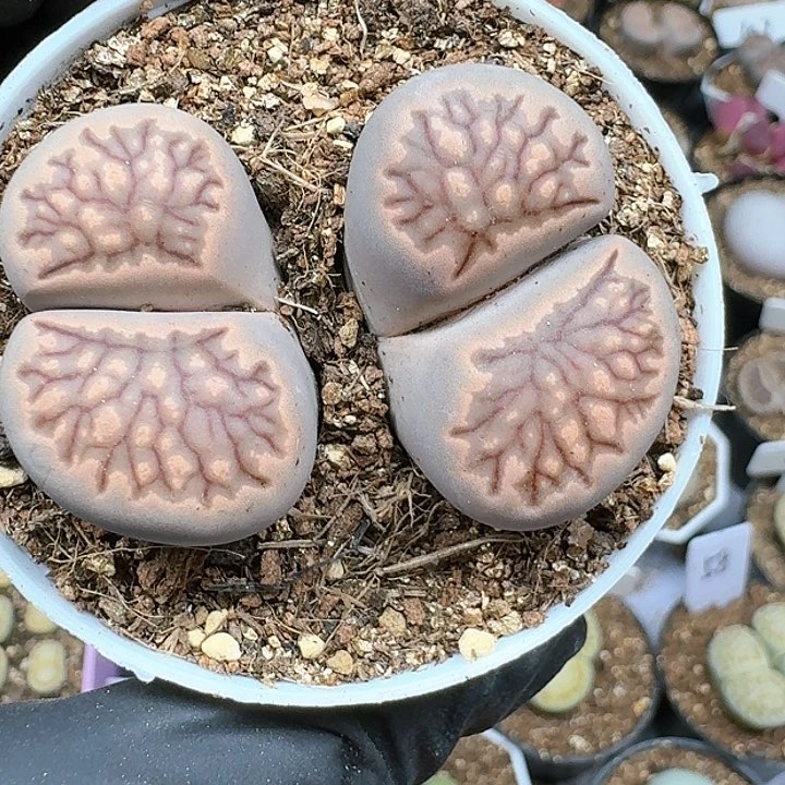 生石花1111144   156