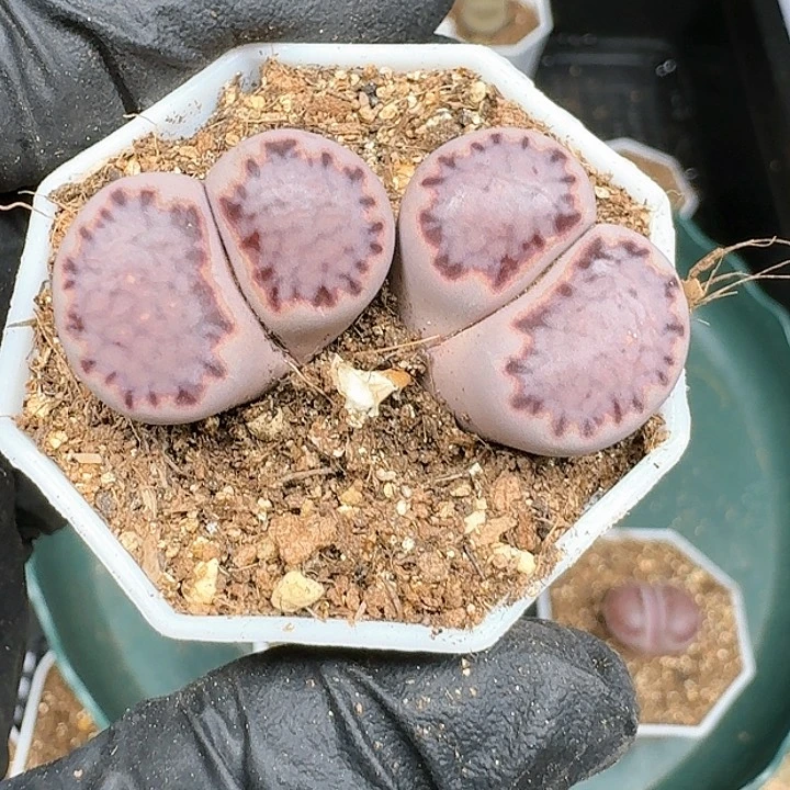 小****)生石花111144   56