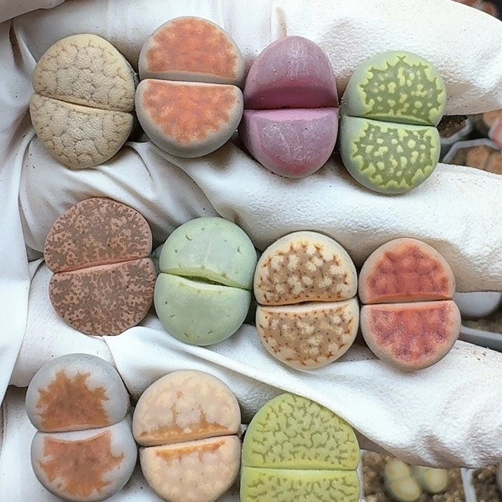 生石花112544。  259