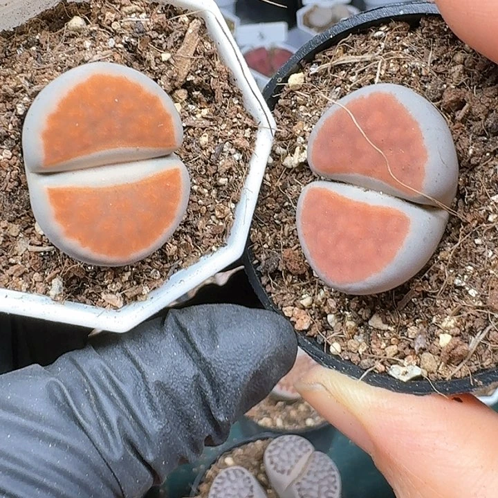 小****)生石花11444   286