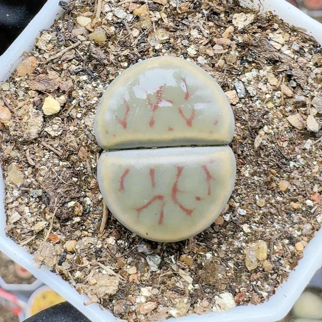 会****?生石花1114555。  16