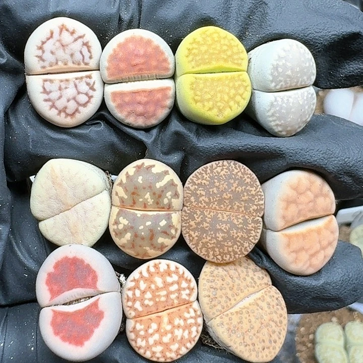 生石花11112251    278
