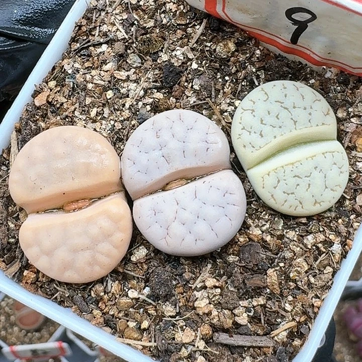 咕***＿生石花111144。 167