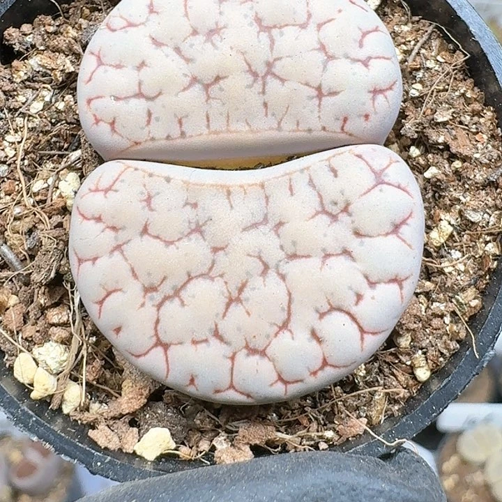 可**丁生石花11111   308