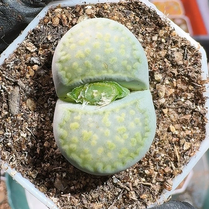 量拍23:：：：。   212