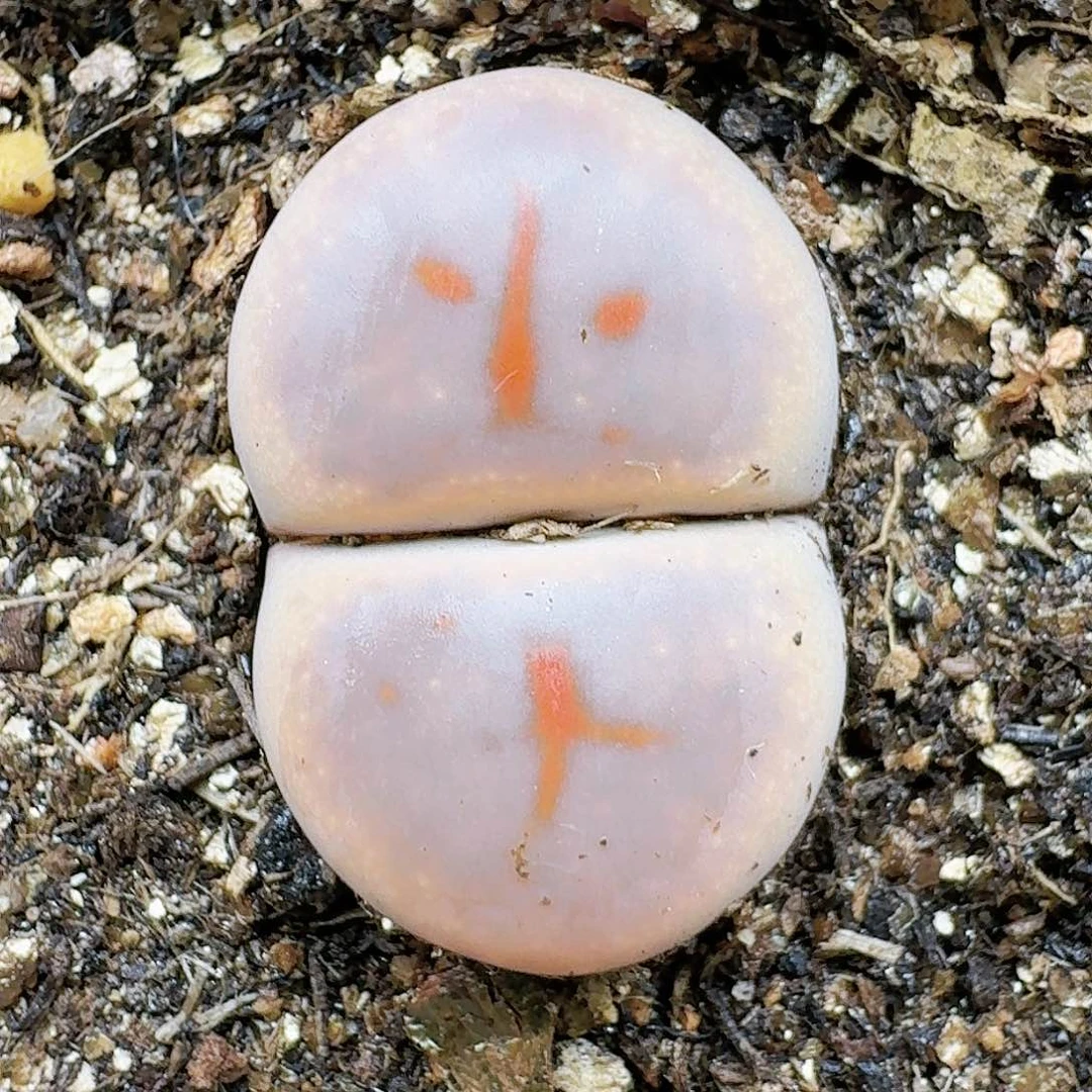 生石花122554。  33