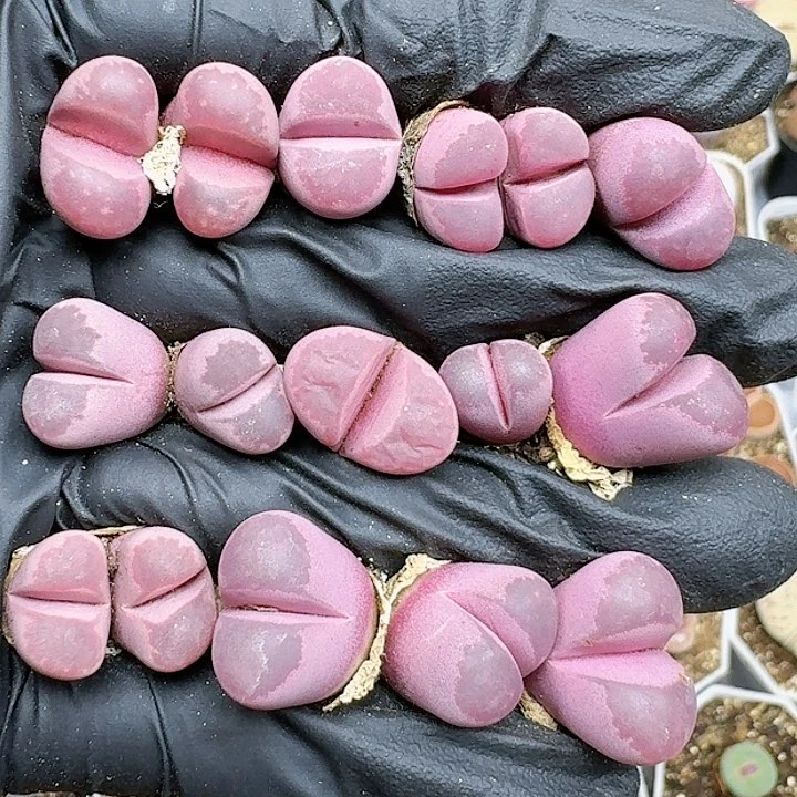 生石花111144   361