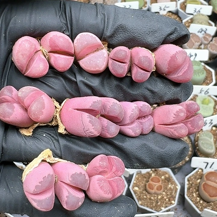 生石花111144 337