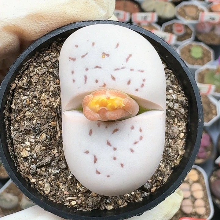 生石花1112555。  118