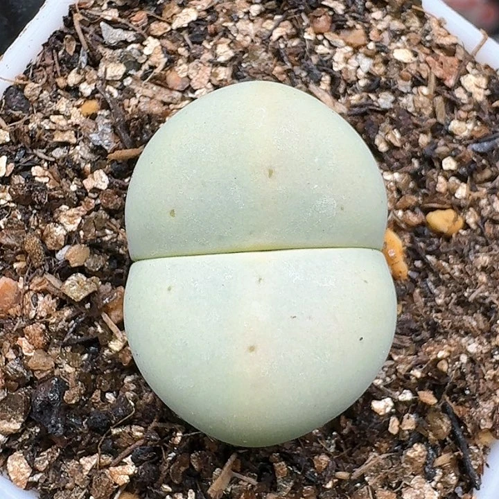 生石花114544。 199