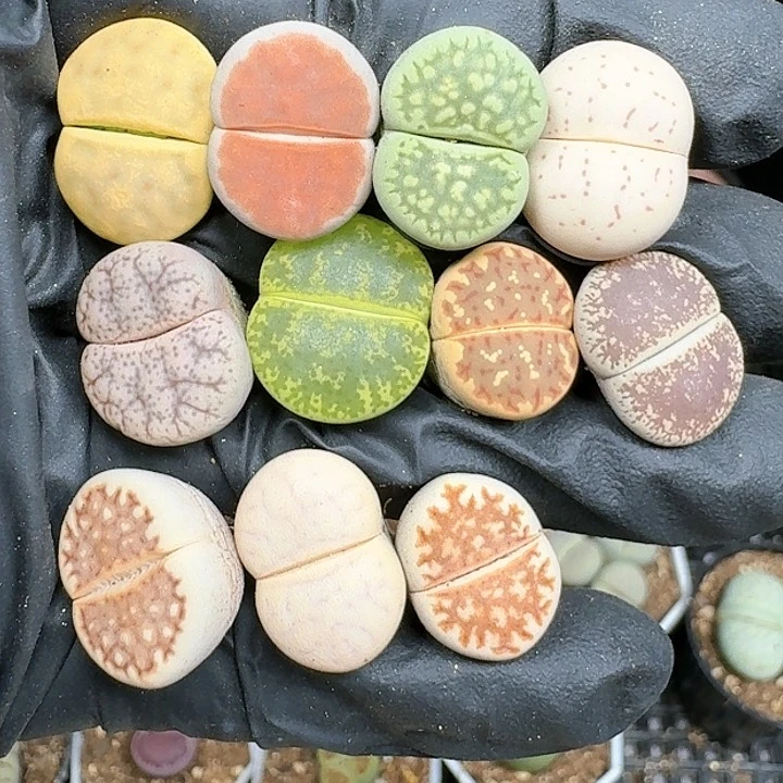生石花111441   170