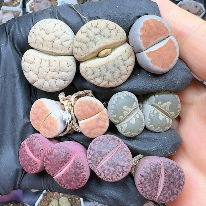 生石花11111   279