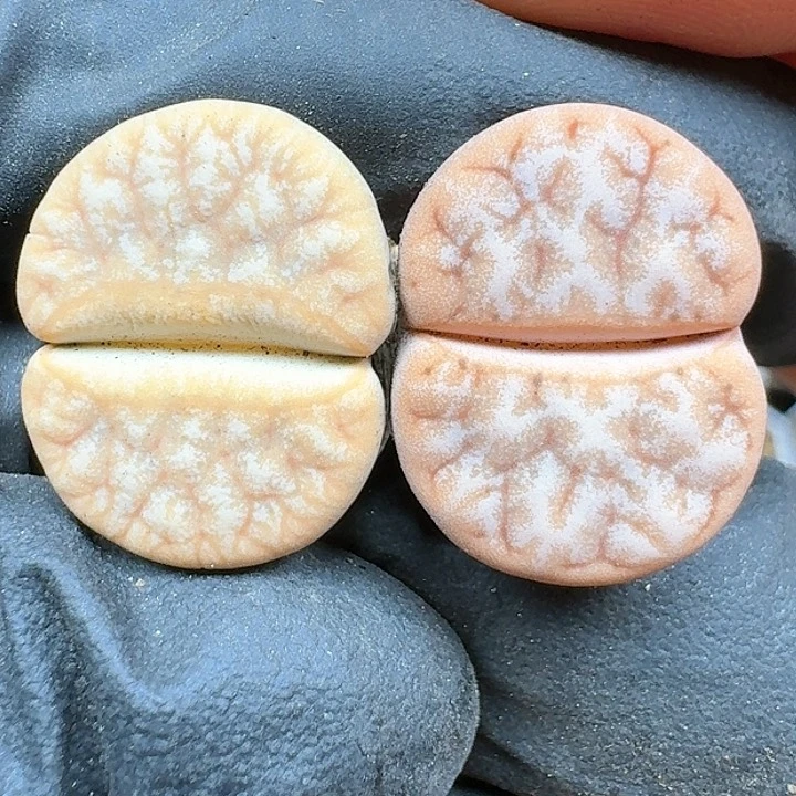 生石花11111 273