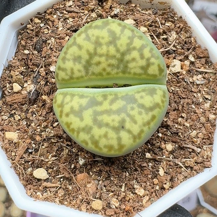 生石花1111444   71