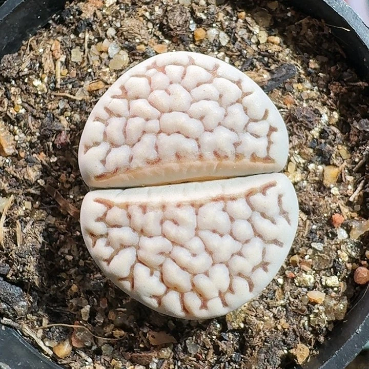 生石花233:：/。  195