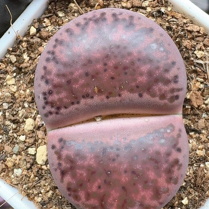 生石花11144   258