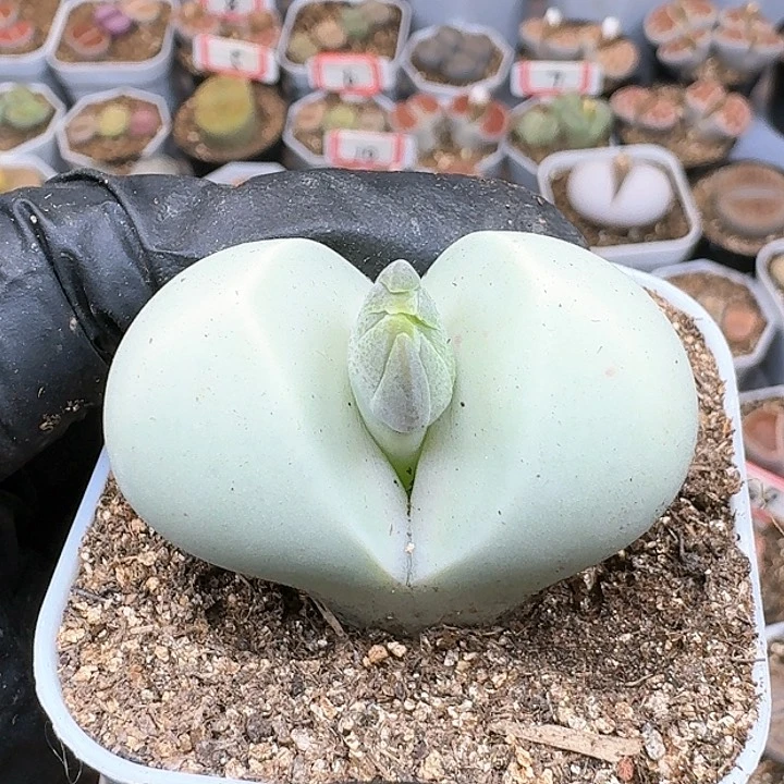 生石花12214。 292