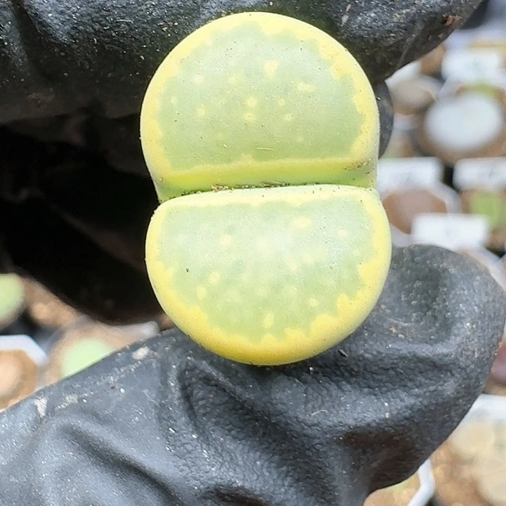 泡*-生石花11111   152