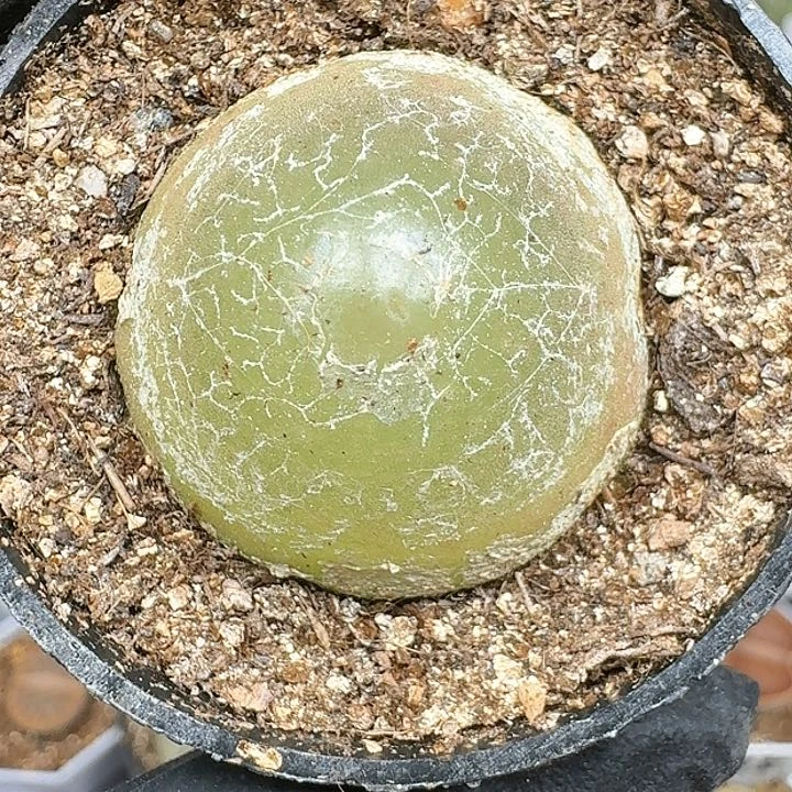 蓝***汤生石花111444    272