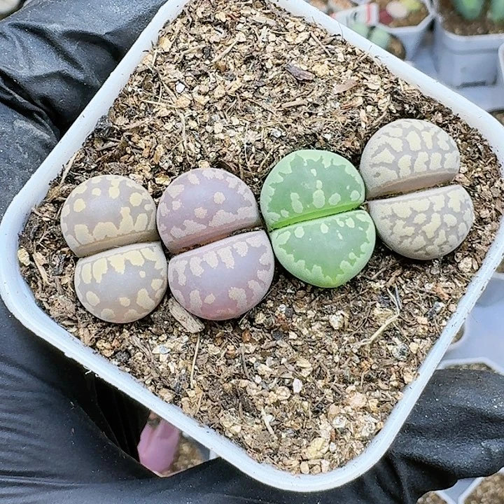 生石花1122555。  267
