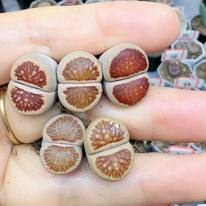 生石花1122154  85